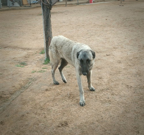 Paprika - of the Belgian Malinois x family — thumbnail 5