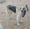 adoptable Dog in  named Chili - of the Belgian Malinois x family
