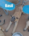 Basil - of Belgian Malinois family - ** - Photo 10