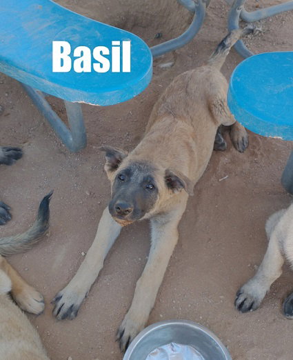Basil - of Belgian Malinois family - ** — thumbnail 10