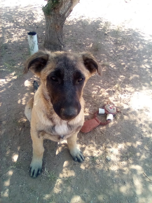 BASIL - OF BELGIAN MALINOIS FAMILY - ** - Belgian Shepherd Malinois / German Shepherd Dog available for adoption