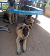 Basil - of Belgian Malinois family - ** - Photo 9