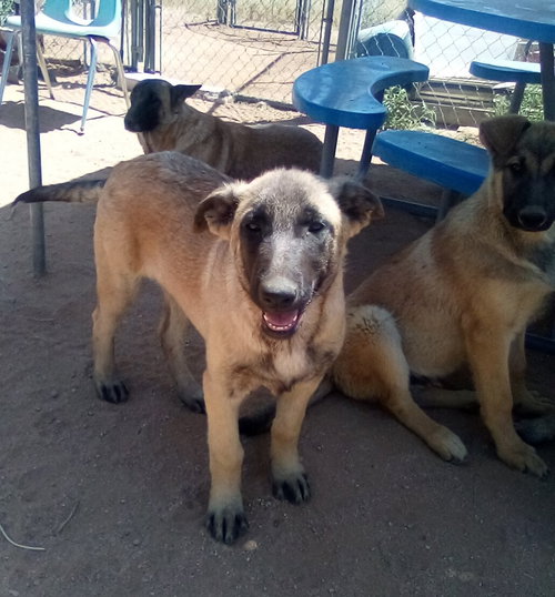 Basil - of Belgian Malinois family - ** — thumbnail 8