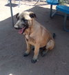 Basil - of Belgian Malinois family - ** - Photo 5