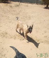 Basil - of Belgian Malinois family - ** - Photo 6
