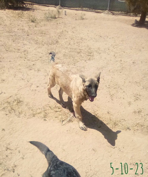 Basil - of Belgian Malinois family - ** — thumbnail 6