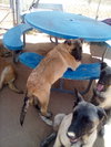 Basil - of Belgian Malinois family - ** - Photo 7