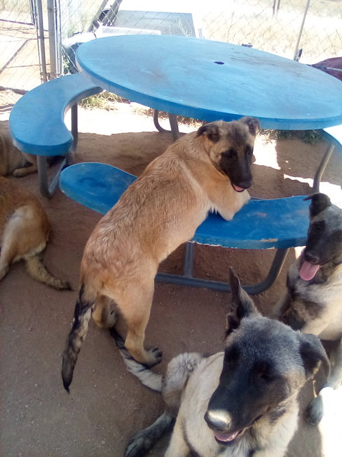 Basil - of Belgian Malinois family - ** — thumbnail 7