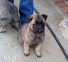 Basil - of Belgian Malinois family - ** - Photo 12