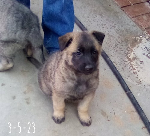 Basil - of Belgian Malinois family - ** — thumbnail 12