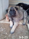 Basil - of Belgian Malinois family - ** - Photo 13