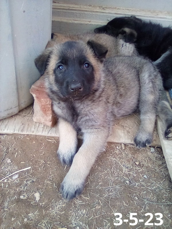 Basil - of Belgian Malinois family - **