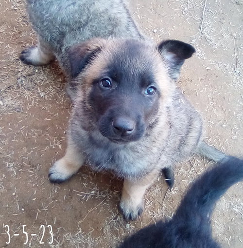 Basil - of Belgian Malinois family - ** — thumbnail 11