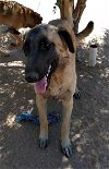 adoptable Dog in apple valley, CA named Basil - of Belgian Malinois family