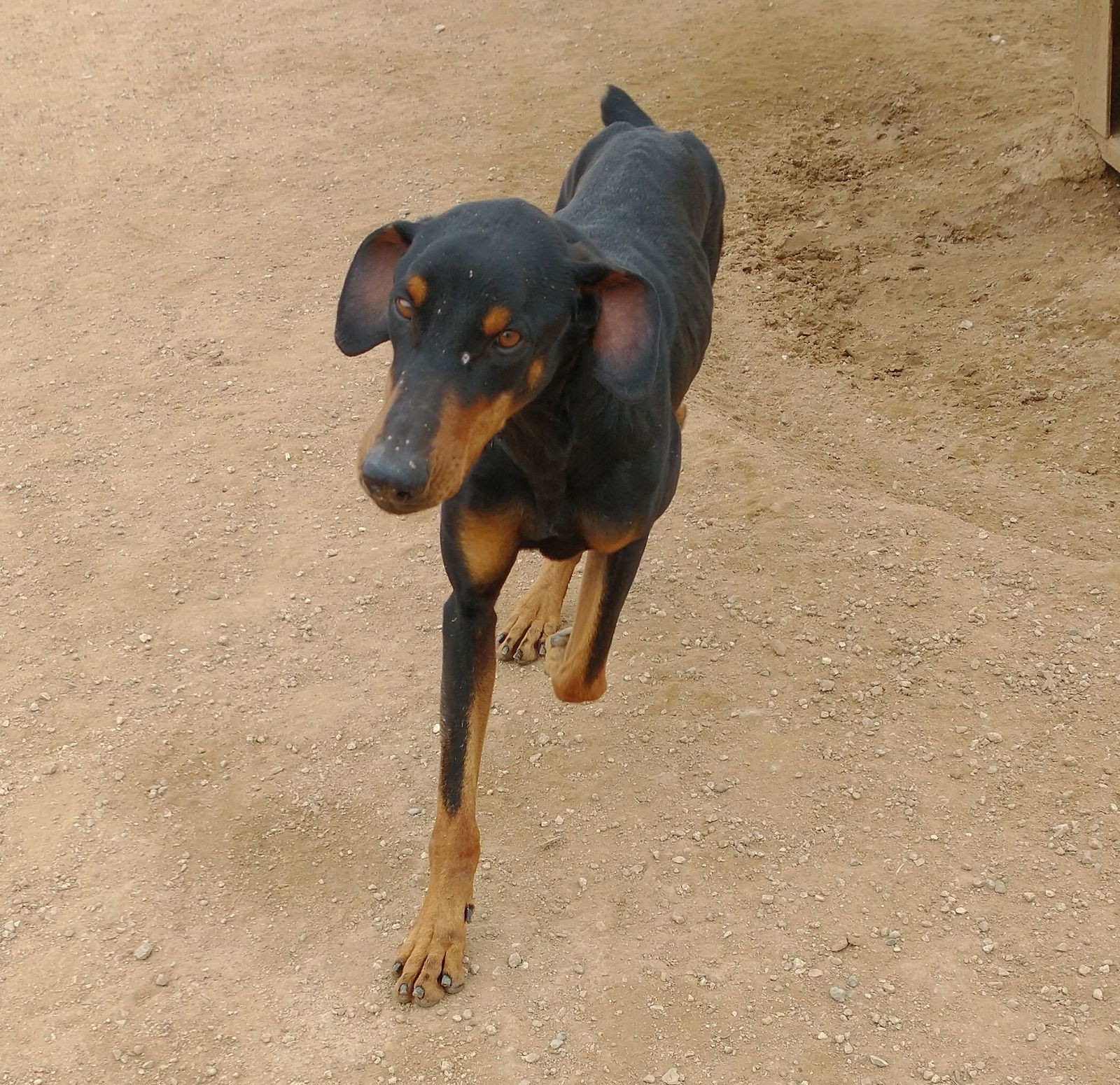 adoptable Dog in Apple Valley, CA named Dobie -