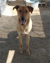 adoptable Dog in valley, AL named Sandy -