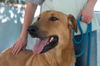 adoptable Dog in Apple Valley, CA named Sandy -