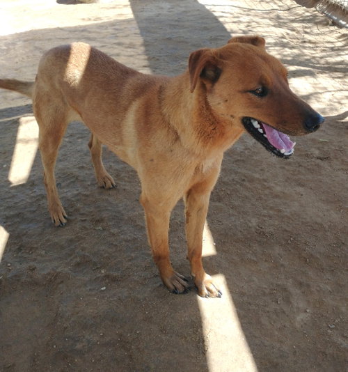 Photo 6 of Buster - **