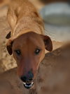 Buster - ** - Photo 8