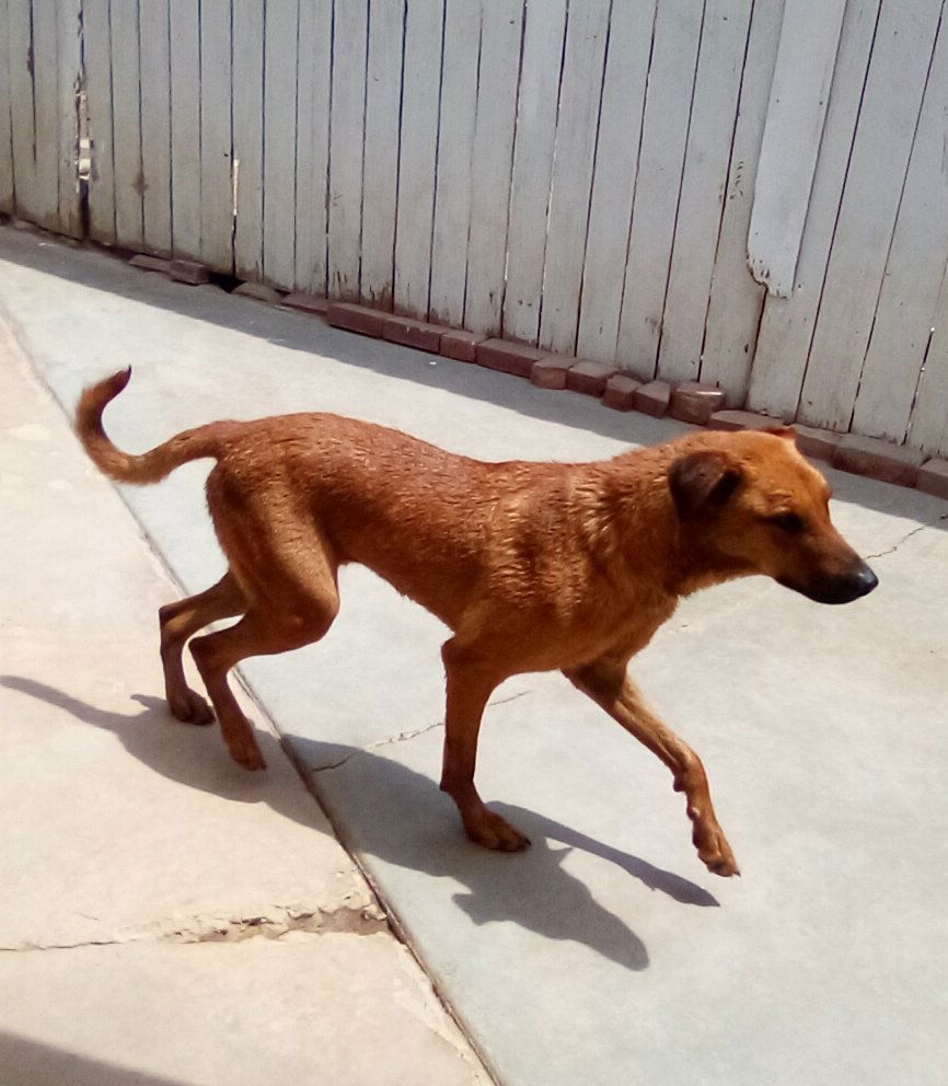 adoptable Dog in Apple Valley, CA named Buster -