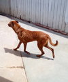 Buster - ** - Photo 9