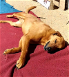 adoptable Dog in apple valley, CA named Buster -