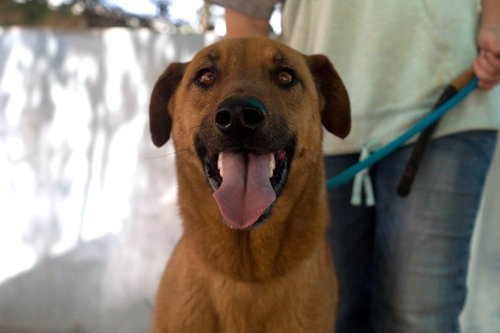 BUSTER - ** - Labrador Retriever available for adoption