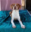 adoptable Dog in apple valley, ca, CA named Comet