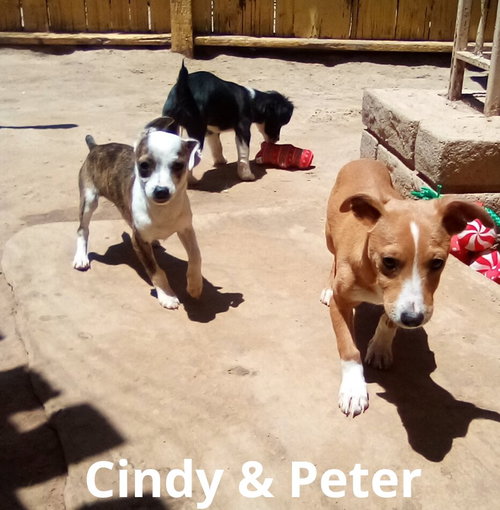 Peter Brady — thumbnail 17