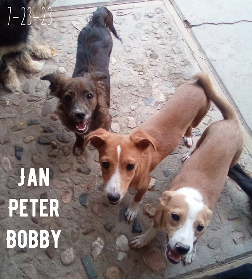 Peter Brady — thumbnail 10
