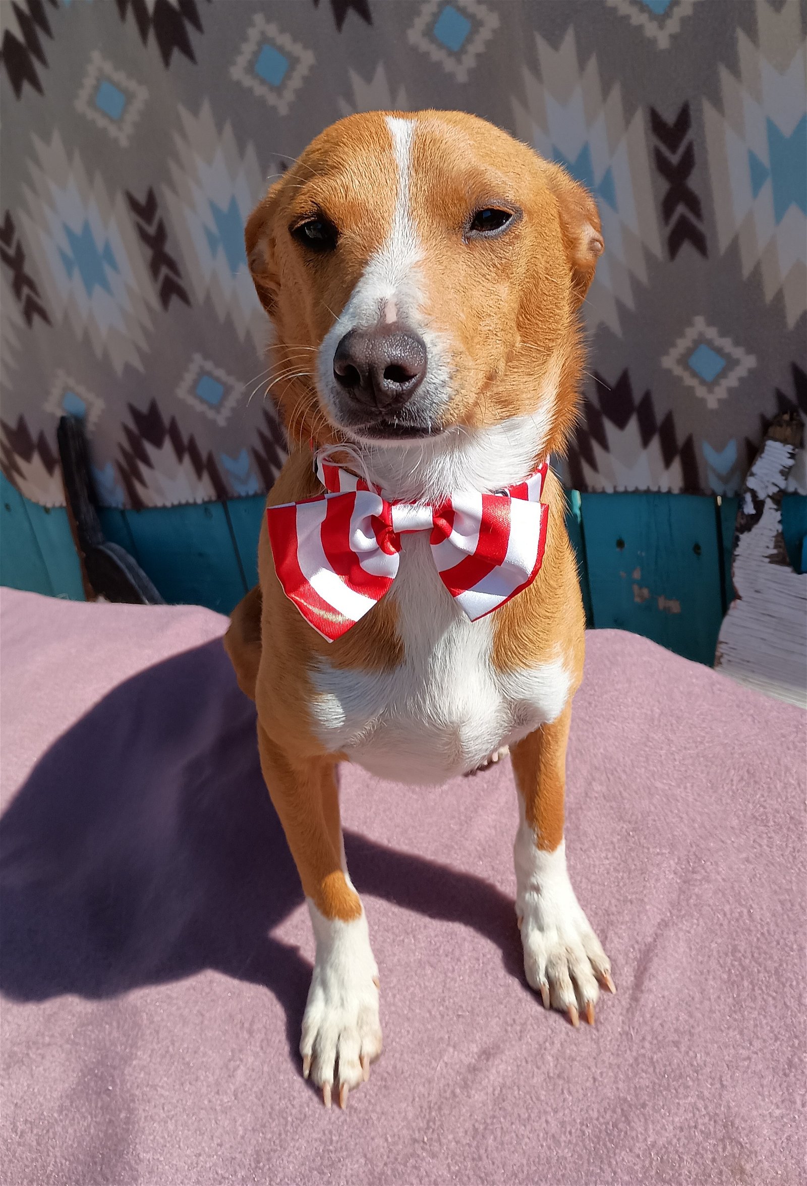adoptable Dog in Apple Valley, CA named Peter Brady - last of the Brady siblings