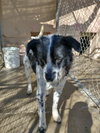 Jack Jack - Photo 10