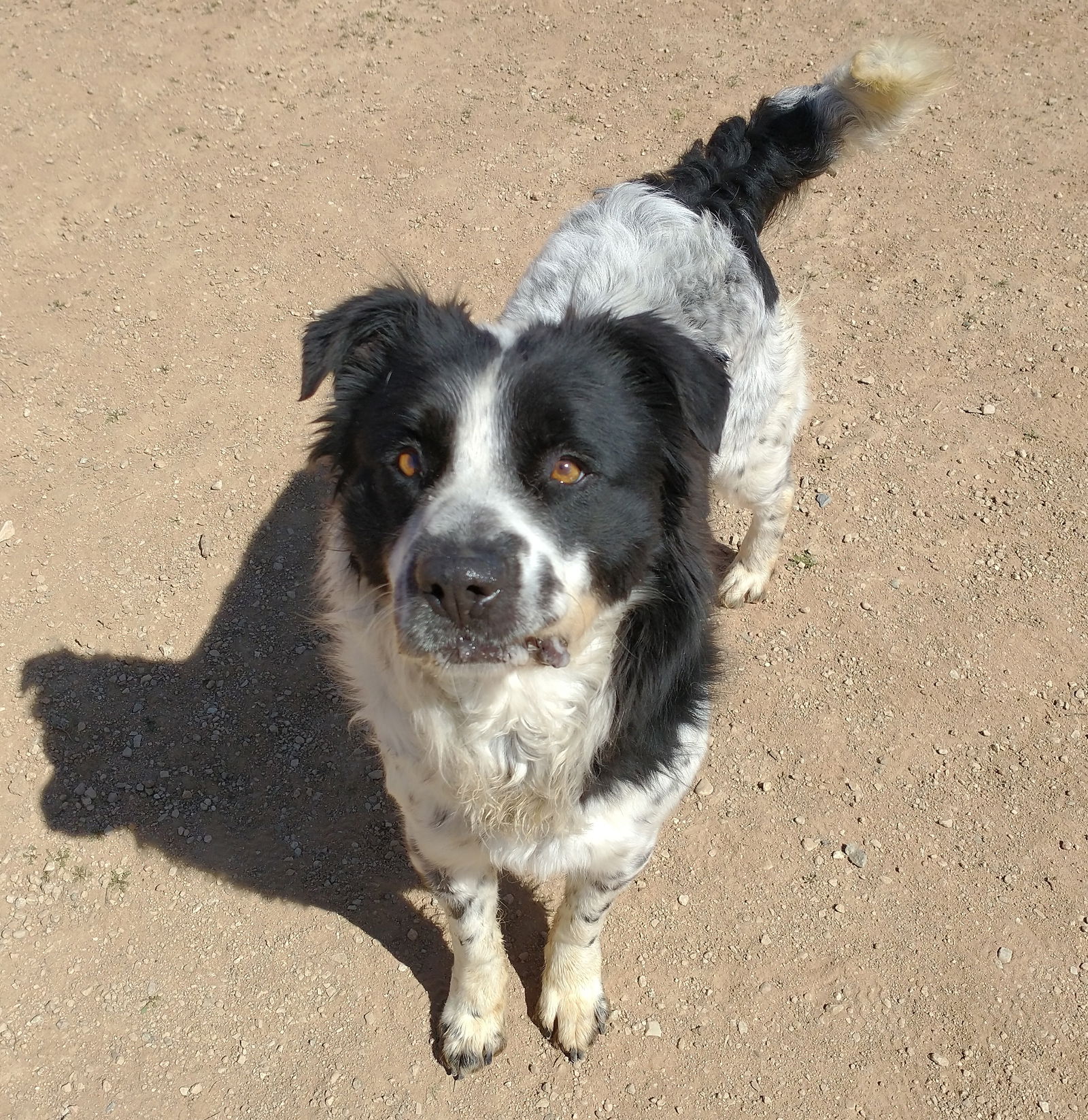 adoptable Dog in Apple Valley, CA named Jack Jack