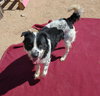 Jack Jack - Photo 6