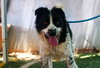 Jack Jack - Photo 2