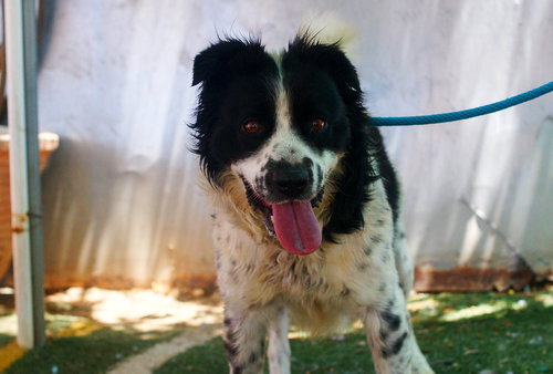 JACK JACK - Border Collie available for adoption