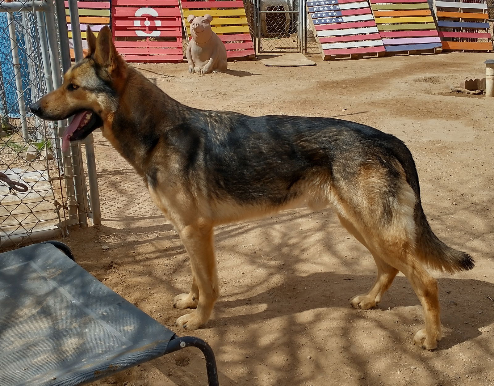 adoptable Dog in Apple Valley, CA named JR