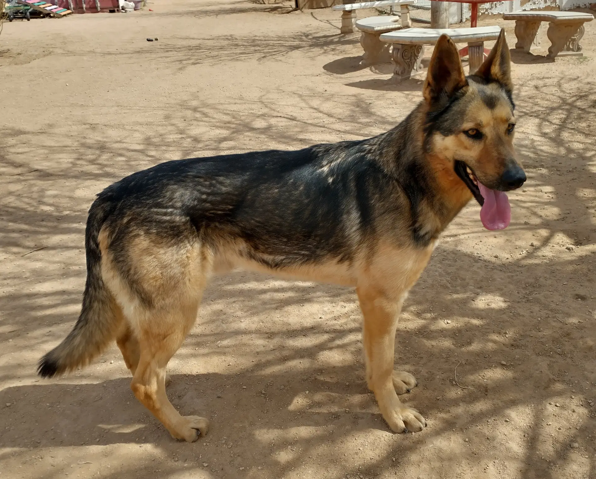 Jr - German Shepherd Dog