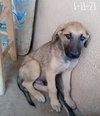 Corky- ** WONDERFUL PAL! - Photo 16