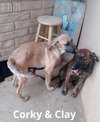 Corky- ** WONDERFUL PAL! - Photo 11