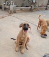 Corky- ** WONDERFUL PAL! - Photo 14