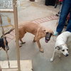 Corky- ** WONDERFUL PAL! - Photo 12