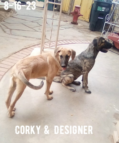 Corky- ** WONDERFUL PAL! — thumbnail 10