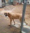 Corky- ** WONDERFUL PAL! - Photo 9