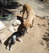 Corky- ** WONDERFUL PAL! - Photo 6