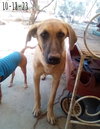 Corky- ** WONDERFUL PAL! - Photo 8