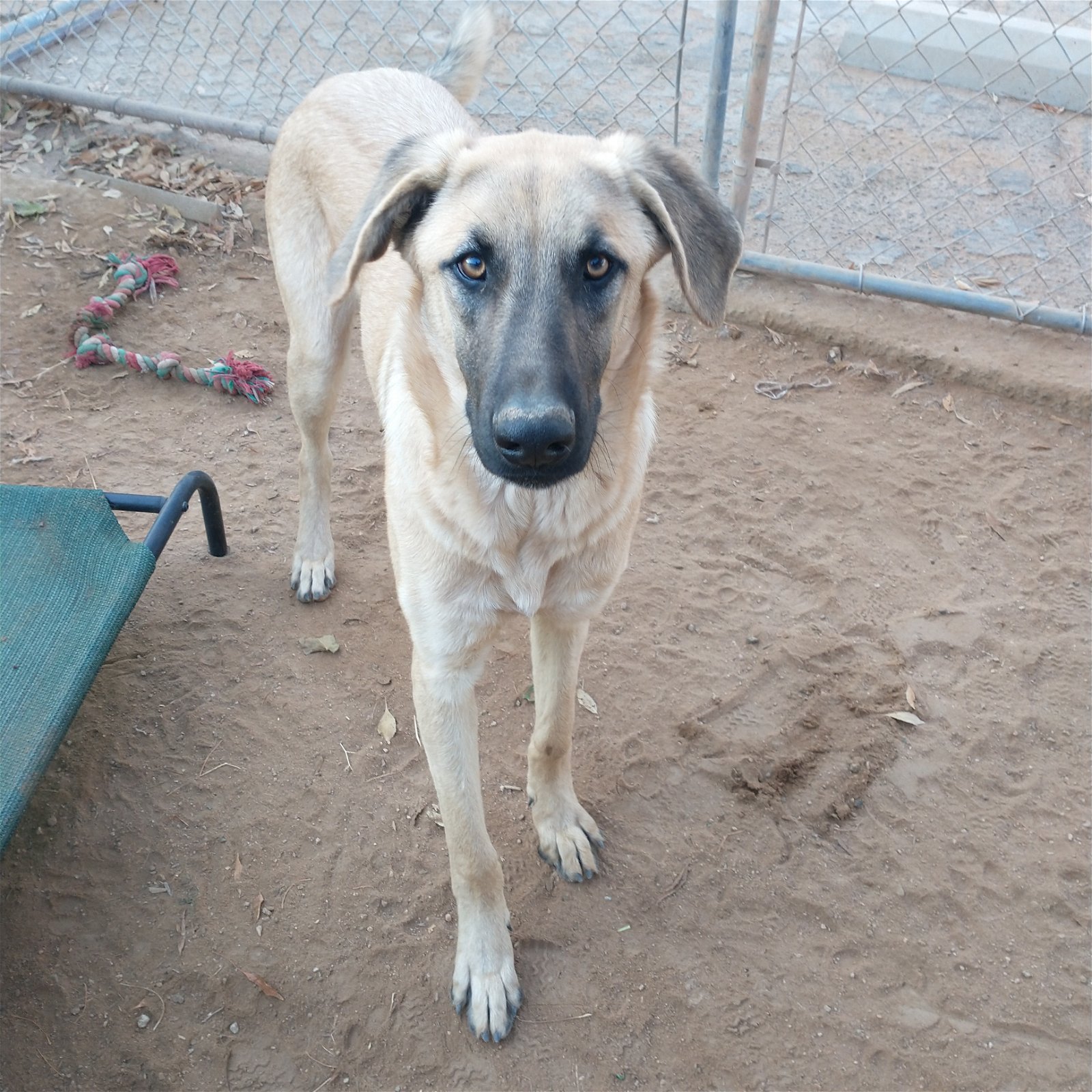 adoptable Dog in Apple Valley, CA named Corky
