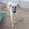 adoptable Dog in apple valley, ca, CA named Corky