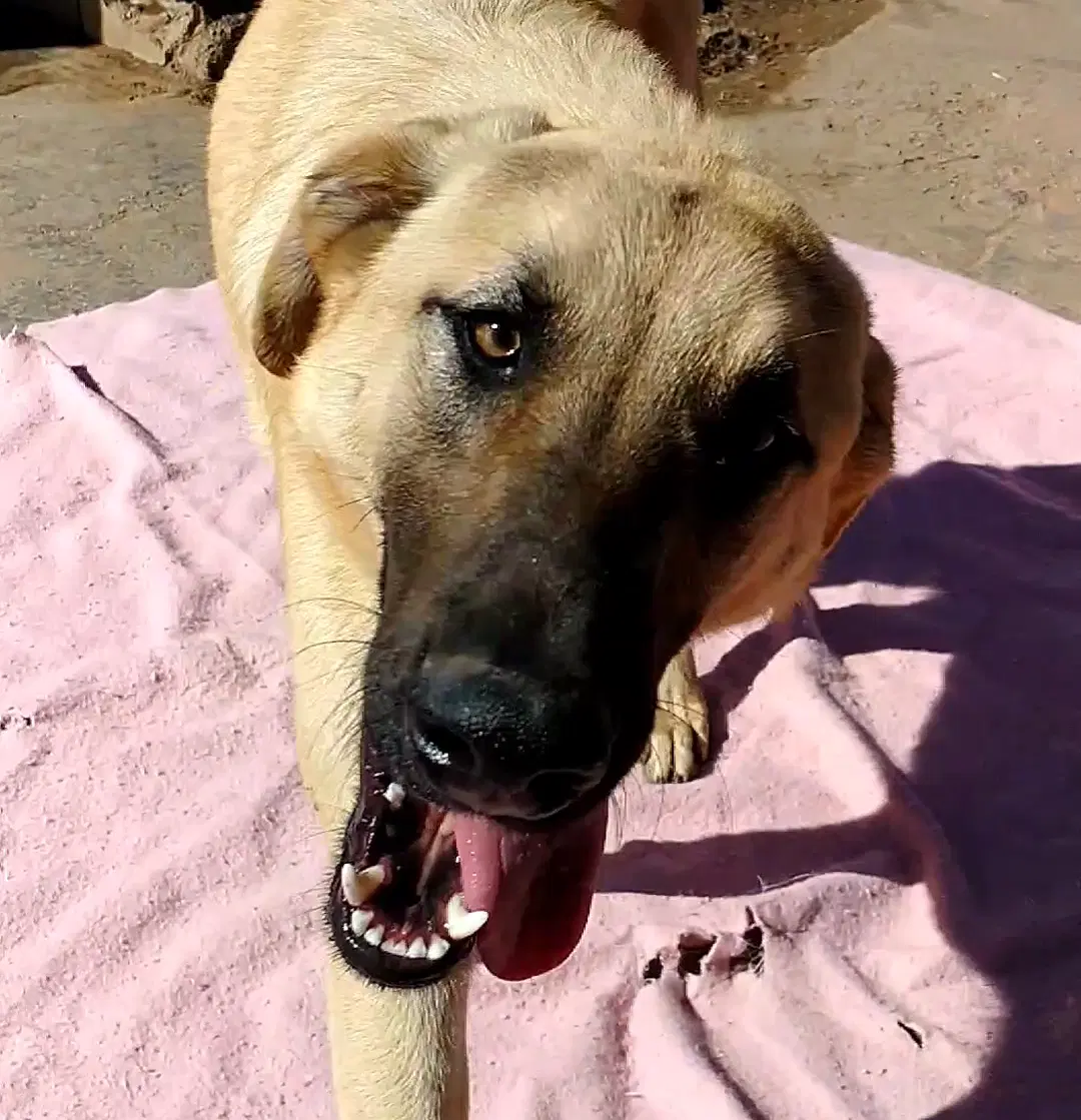 Corky-  Wonderful Pal image 4