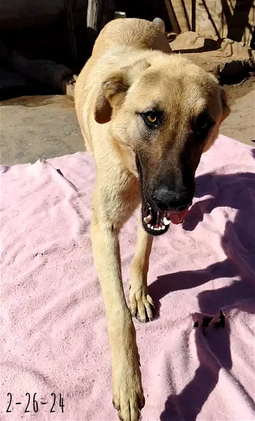 Corky-  Wonderful Pal image 3